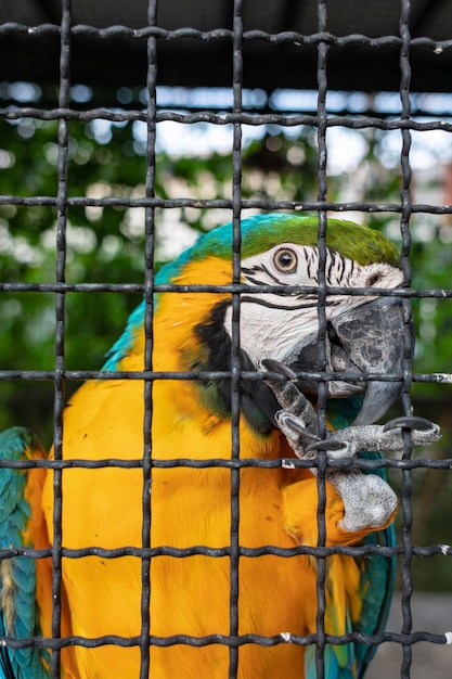 Foto primer plano de un pájaro en jaula