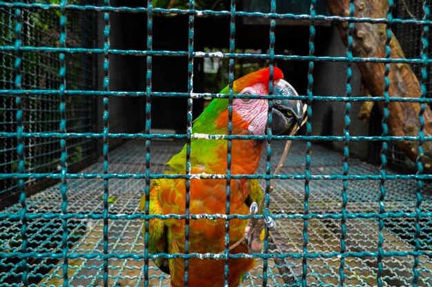 Foto primer plano de un pájaro en jaula