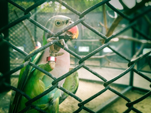 Foto primer plano de un pájaro en jaula