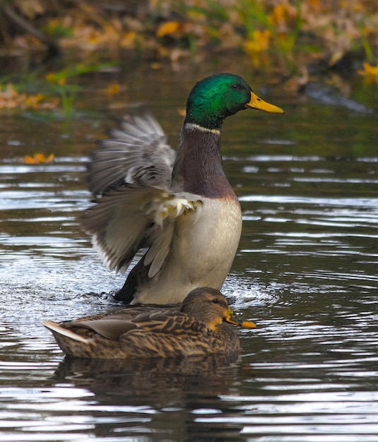 Foto primer plano de un pájaro en un lago