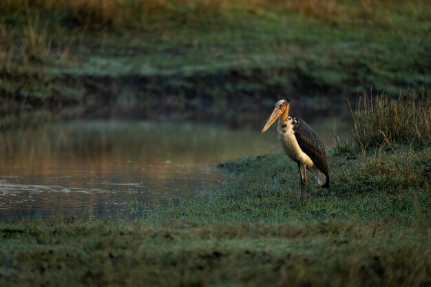 Foto primer plano de un pájaro en un lago