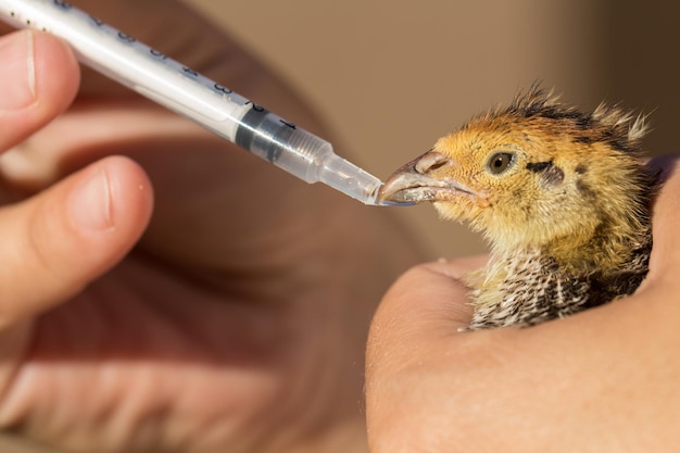 Primer plano de un pájaro con la mano