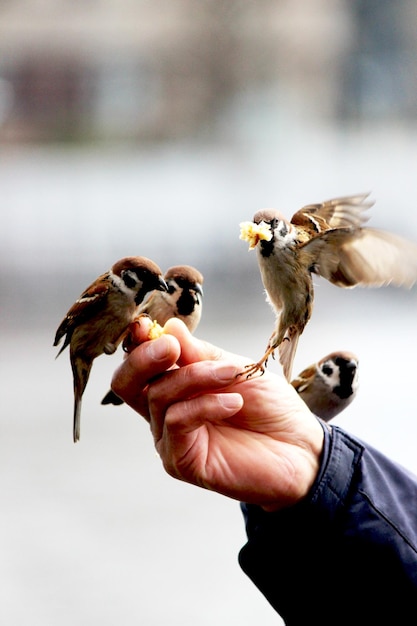 Primer plano de un pájaro con la mano