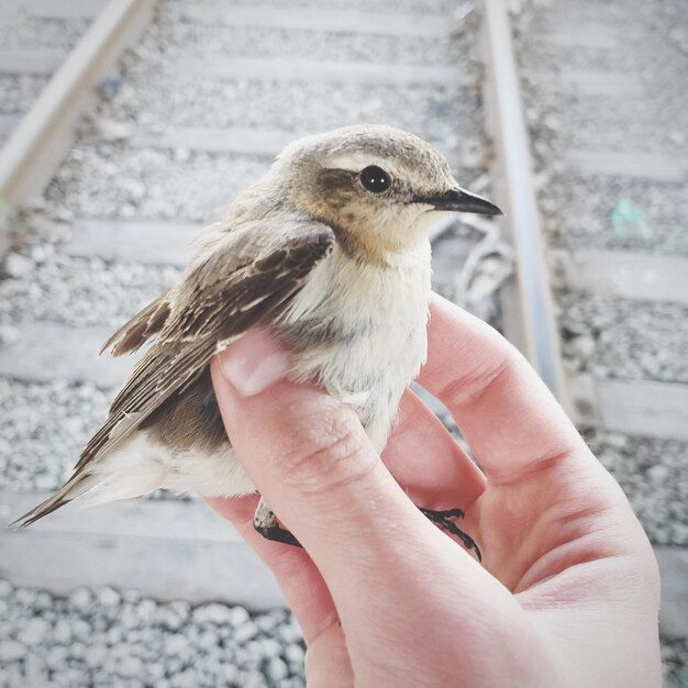 Foto primer plano de un pájaro con la mano