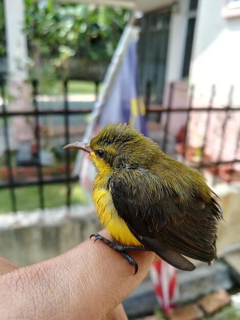 Primer plano de un pájaro con la mano