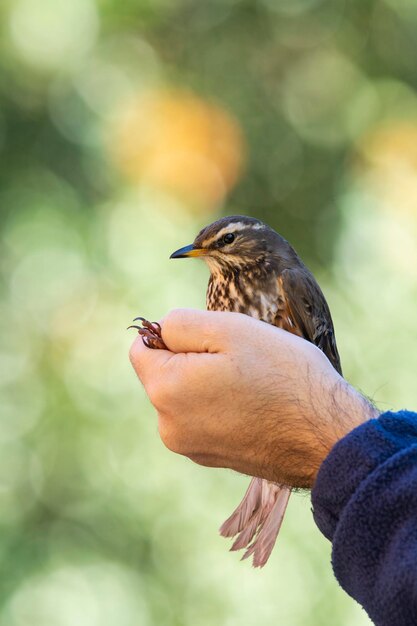 Foto primer plano de un pájaro con la mano