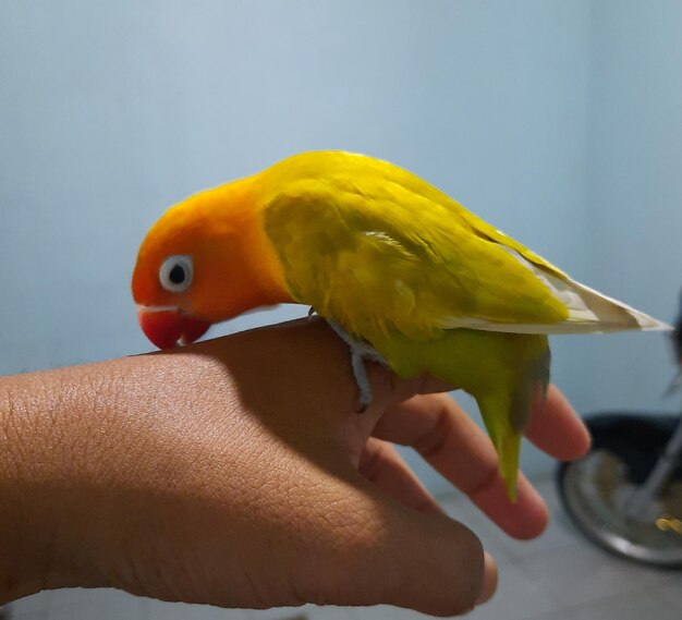 Foto primer plano de un pájaro con la mano