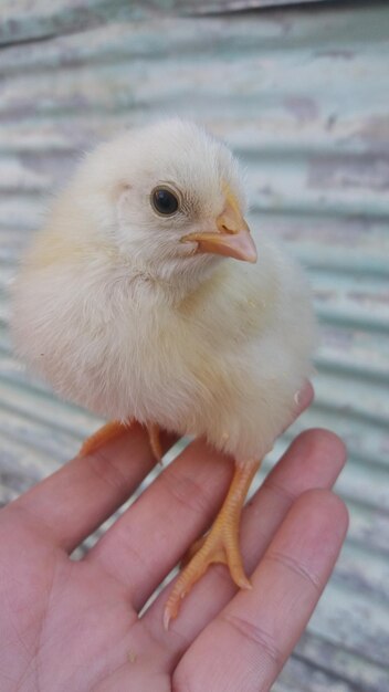 Primer plano de un pájaro con la mano