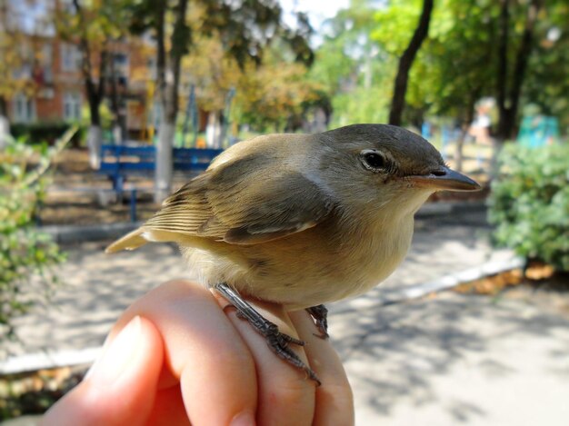 Foto primer plano de un pájaro con la mano