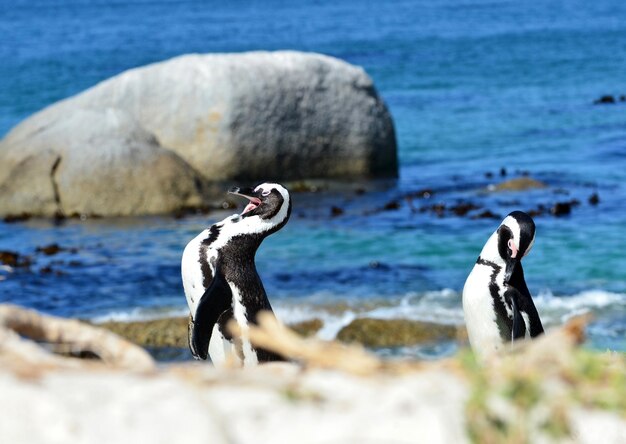 Foto primer plano de un pájaro en el mar