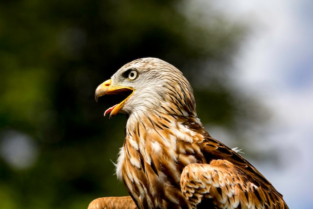 Primer plano de un pájaro mirando hacia afuera