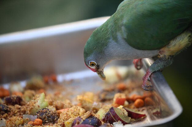 Foto primer plano de un pájaro mirando el alimento