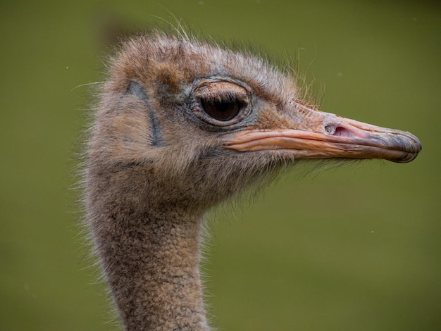 Primer plano de un pájaro mirando hacia otro lado