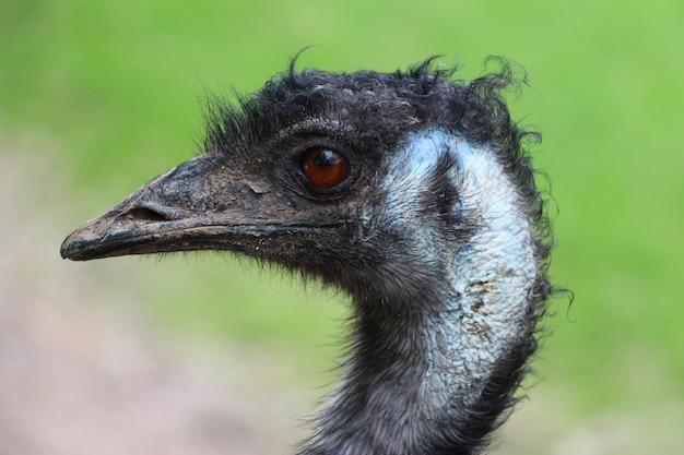 Foto primer plano de un pájaro mirando hacia otro lado