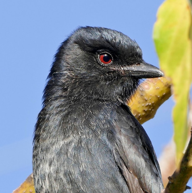 Foto primer plano de un pájaro mirando hacia otro lado