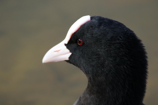 Foto primer plano de un pájaro mirando hacia otro lado