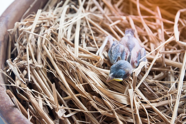 Foto primer plano de un pájaro en el nido