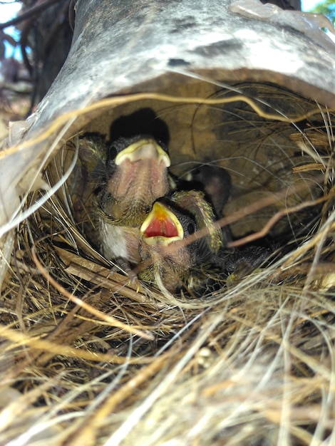 Foto primer plano de un pájaro en el nido