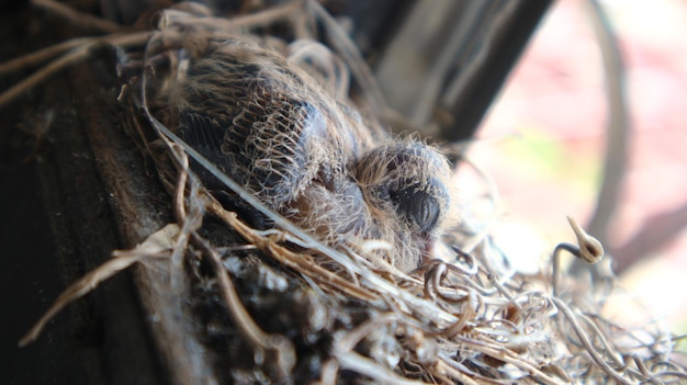 Foto primer plano de un pájaro en el nido