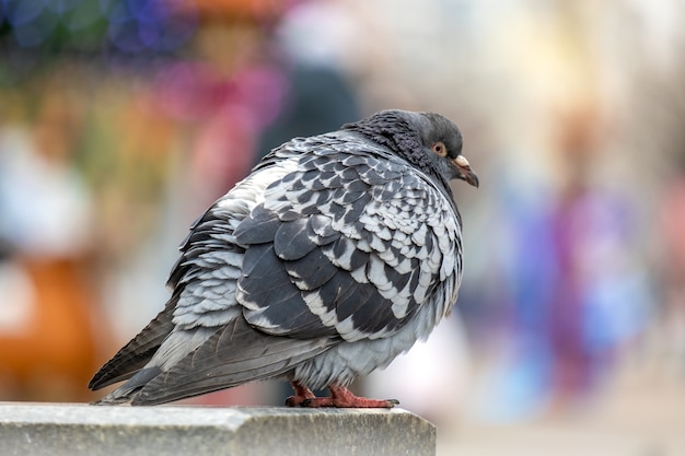 Primer plano de pájaro paloma gris en una calle de la ciudad.