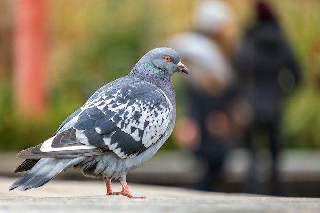 Primer plano de un pájaro paloma gris en una calle de la ciudad.