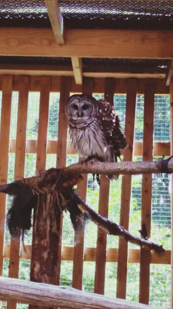 Primer plano de un pájaro en la pared