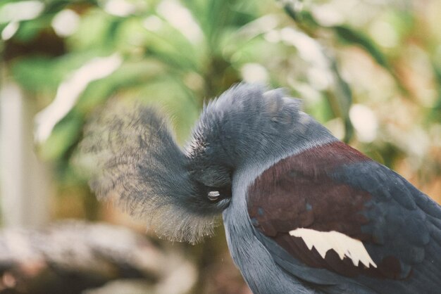 Primer plano de un pájaro en un parque de aves