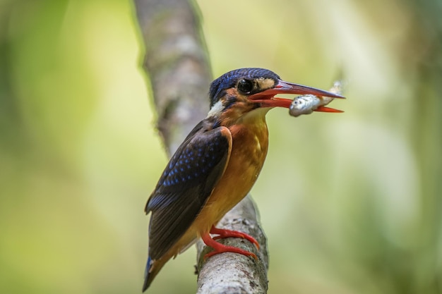 Foto primer plano de un pájaro con peces posados en un árbol