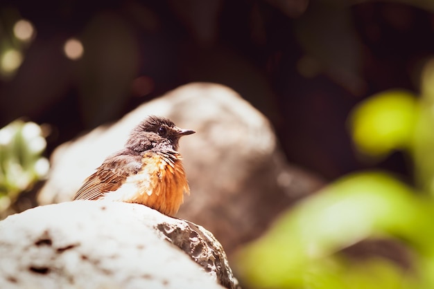 Foto primer plano de un pájaro pequeño con un pecho naranja, el pájaro se sienta en un guijarro, el pollito está despeinado