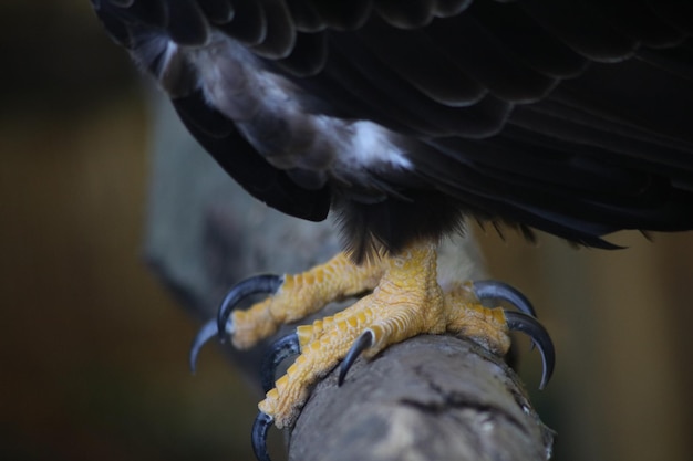 Foto primer plano de un pájaro en la percha