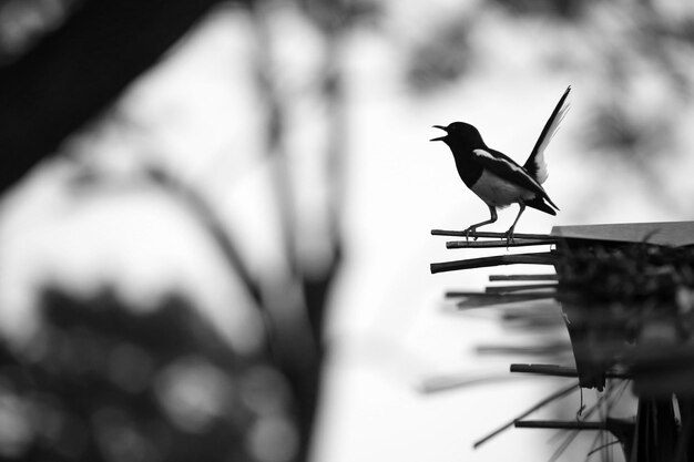 Foto primer plano de un pájaro en la percha