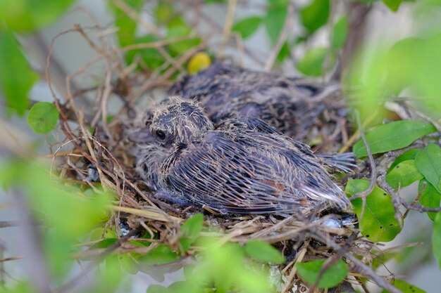 Foto primer plano de un pájaro en una planta