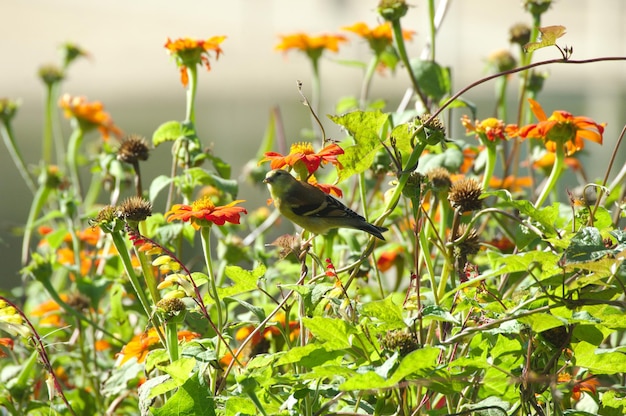 Foto primer plano de un pájaro en una planta