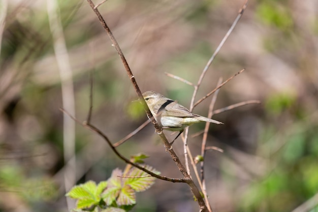 Foto primer plano de un pájaro en una planta