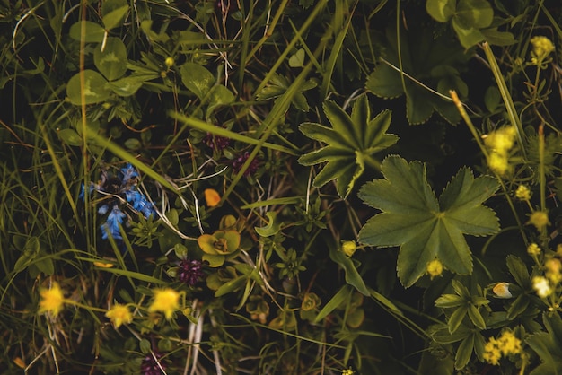 Foto primer plano de un pájaro en una planta