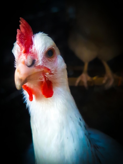 Foto primer plano de un pájaro pollo