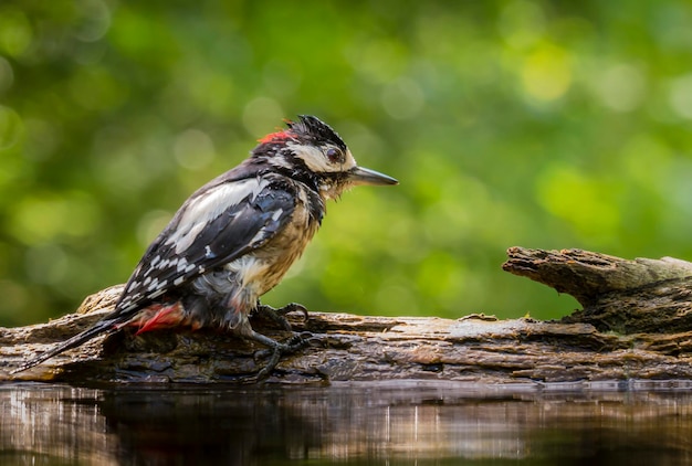 Primer plano de un pájaro posado en el agua
