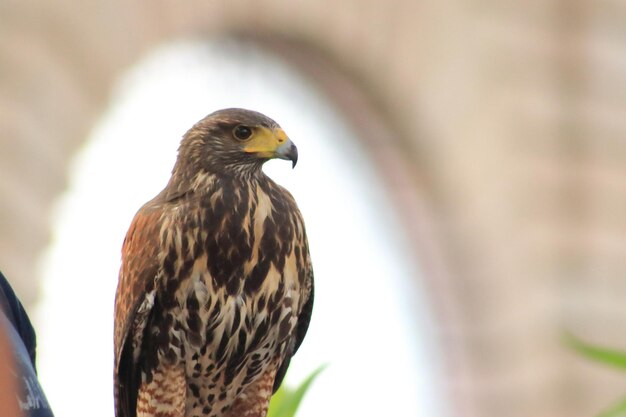 Foto primer plano de un pájaro posado al aire libre