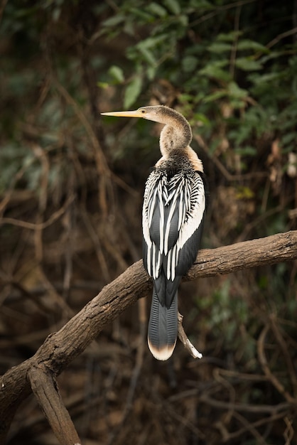 Primer plano de un pájaro posado al aire libre