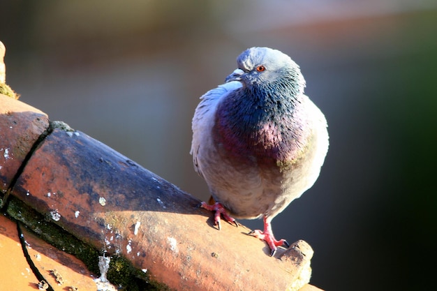 Primer plano de un pájaro posado al aire libre