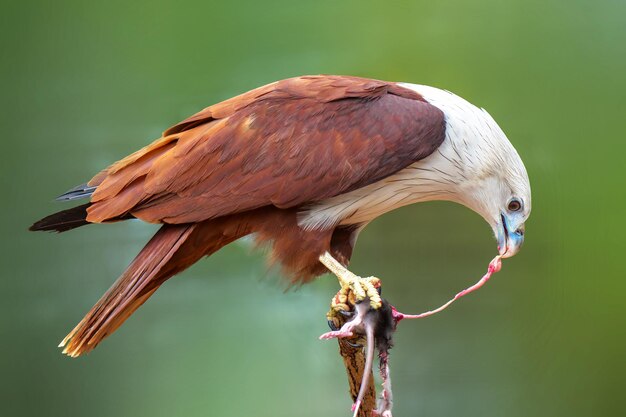 Foto primer plano de un pájaro posado al aire libre