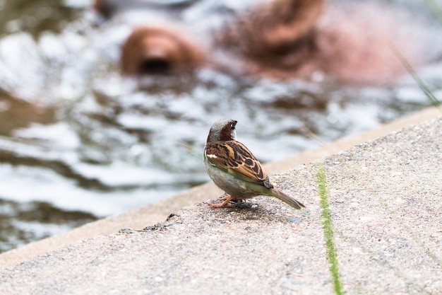 Primer plano de un pájaro posado al aire libre