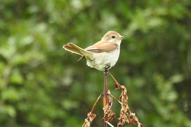 Foto primer plano de un pájaro posado al aire libre
