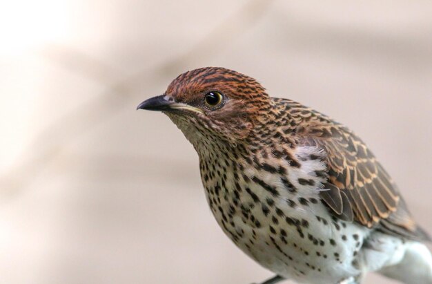Primer plano de un pájaro posado al aire libre