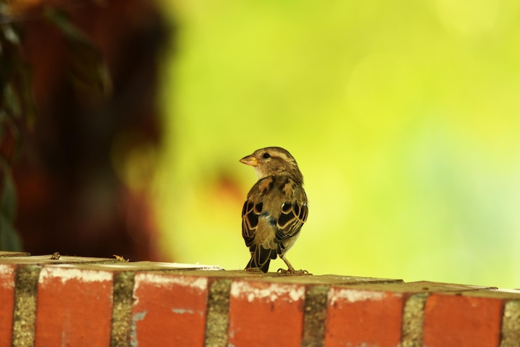 Foto primer plano de un pájaro posado al aire libre