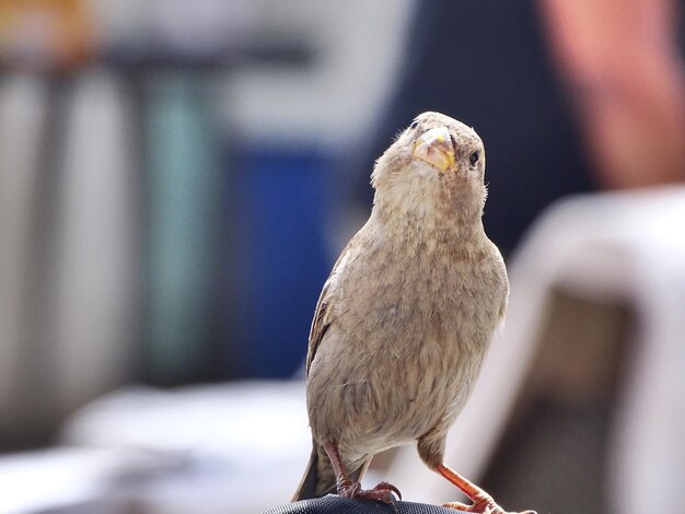 Foto primer plano de un pájaro posado al aire libre