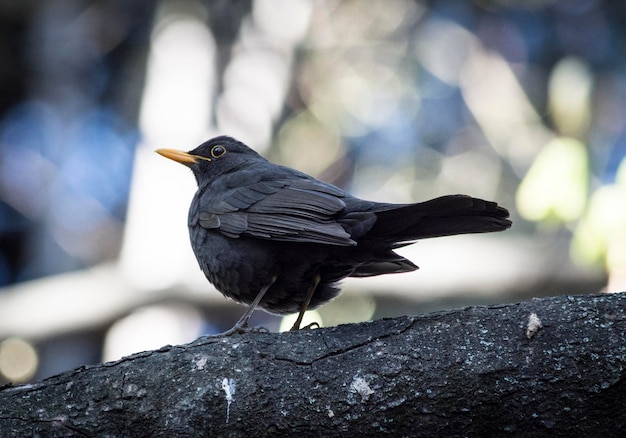 Primer plano de un pájaro posado al aire libre