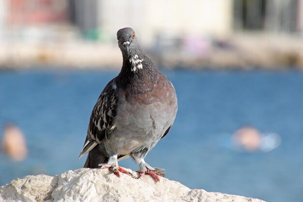 Foto primer plano de un pájaro posado al aire libre