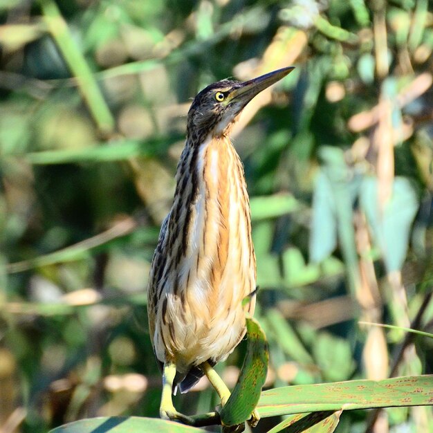 Primer plano de un pájaro posado al aire libre