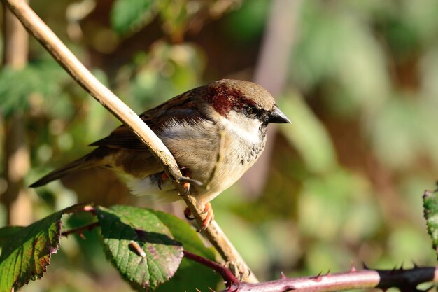 Primer plano de un pájaro posado al aire libre